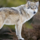 Trump ordena revisar protección de lobos grises y lobos grises mexicanos