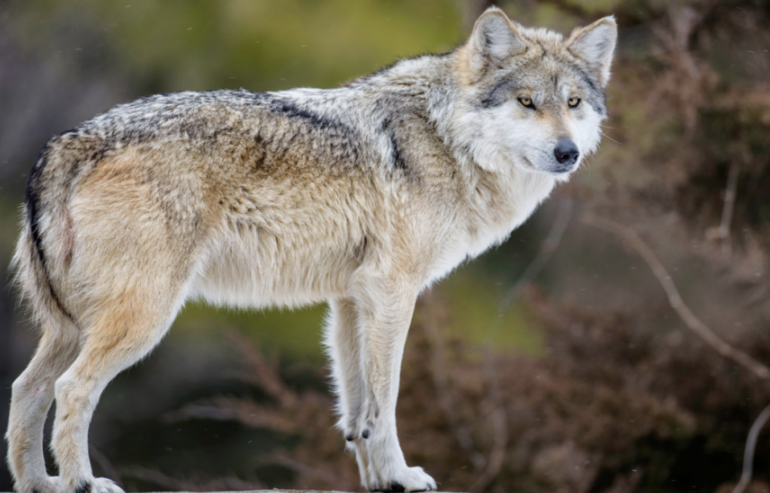 Trump ordena revisar protección de lobos grises y lobos grises mexicanos