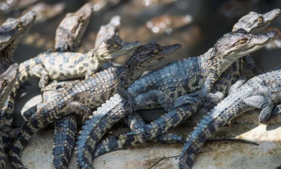 Camboya crea área de conservación para proteger al cocodrilo siamés de la extinción