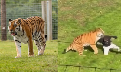 Hombre muere tras ser atacado por un tigre en un parque de vida silvestre en Reino Unido