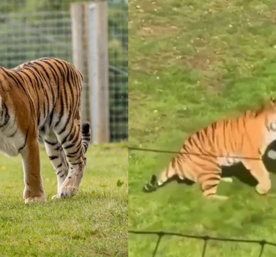Hombre muere tras ser atacado por un tigre en un parque de vida silvestre en Reino Unido