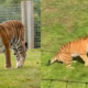 Hombre muere tras ser atacado por un tigre en un parque de vida silvestre en Reino Unido
