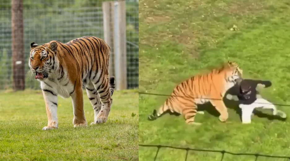 Hombre muere tras ser atacado por un tigre en un parque de vida silvestre en Reino Unido