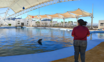 Profepa realiza visita de verificación tras fallecimiento de delfín en Delfinario Sonora