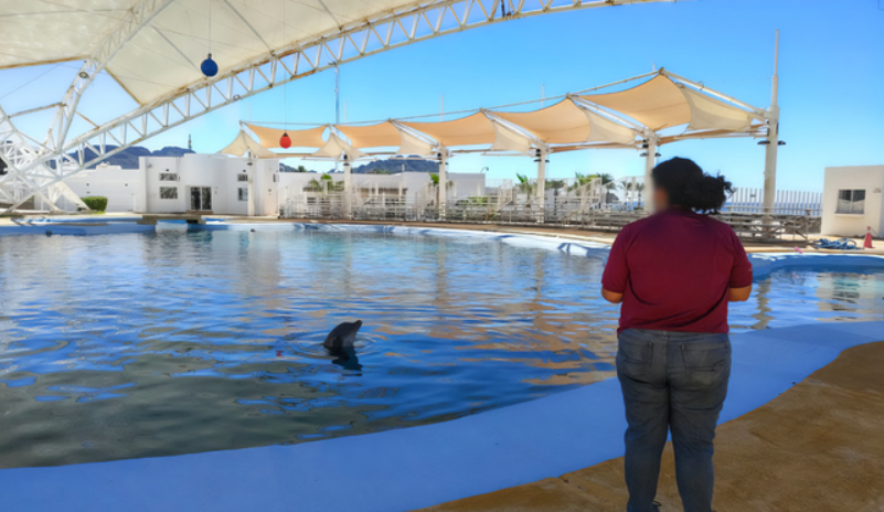 Profepa realiza visita de verificación tras fallecimiento de delfín en Delfinario Sonora